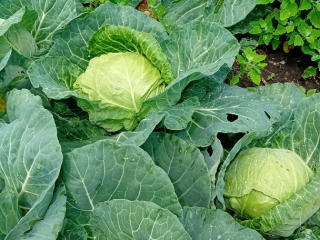 Duża kapusta 2,5 kg delibell japońska