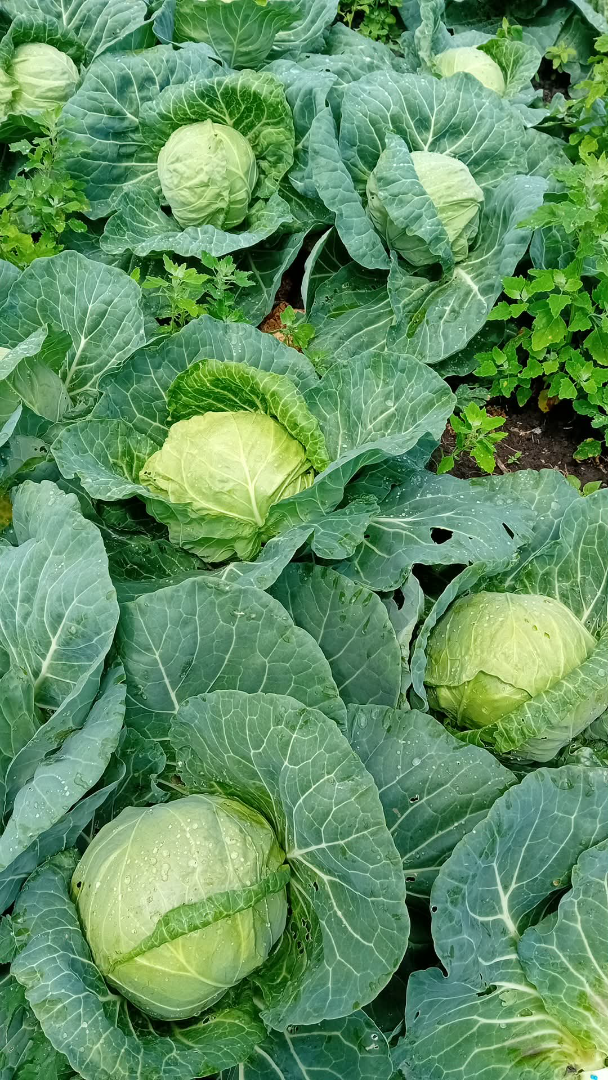 Duża kapusta 2,5 kg delibell japońska