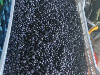 Sprzedam jagodę leśną codziennie zbierana cena do uzgodnienia. Sprzedam