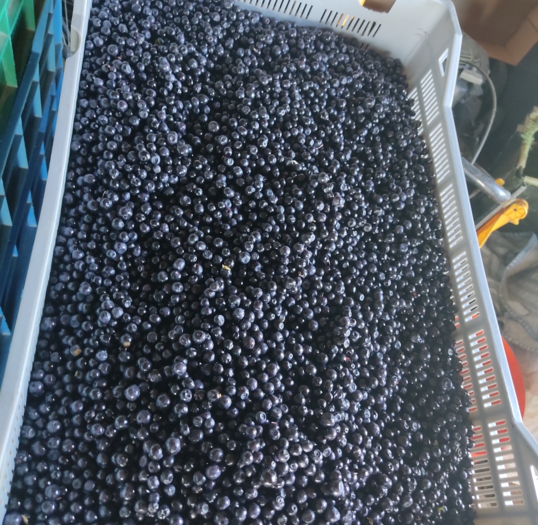 Sprzedam jagodę leśną codziennie zbierana cena do uzgodnienia