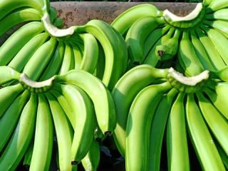 Banany Cavendish Klasa: A i B Średnica: 3–4 cm