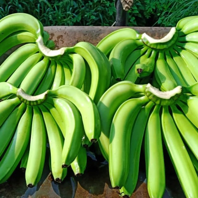 Banany Cavendish Klasa: A i B Średnica: 3–4 cm Długość: 17–24 cm Specyfikacja opakowania: 4/5/6 dłoni na karton Smak: naturalnie słodki Opakowanie: 13