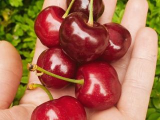 Oferujemy wiśnie hurtowo i detalicznie. Współpracujemy z Econt. Możliwa