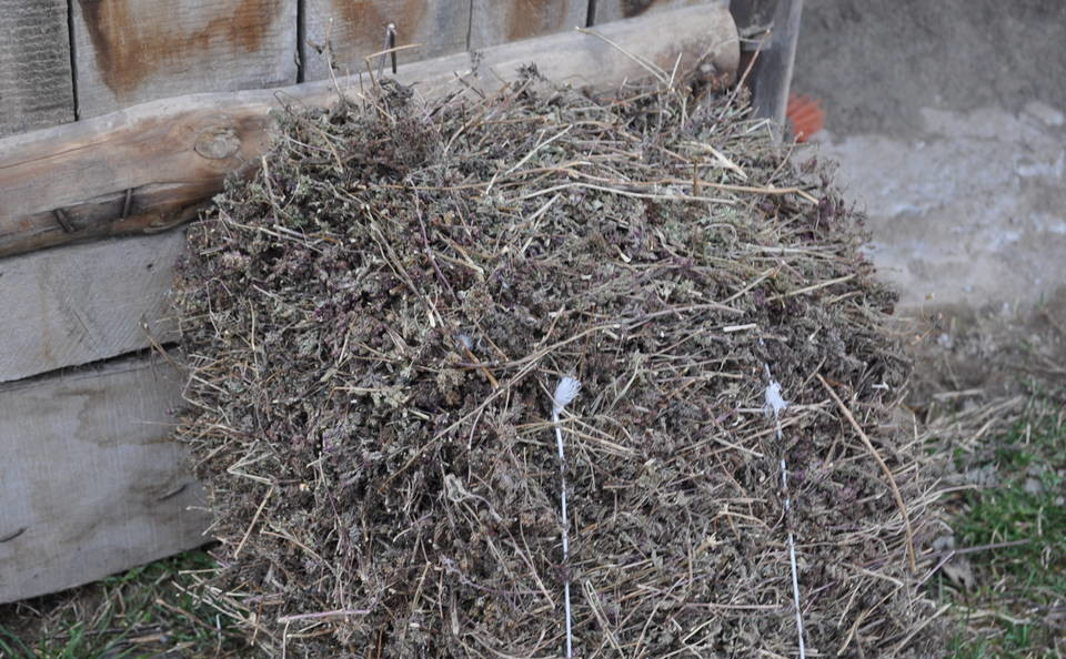 Witam sprzedam oregano wysuszone w całości i prasowane w kostki ze zbiorów 2016