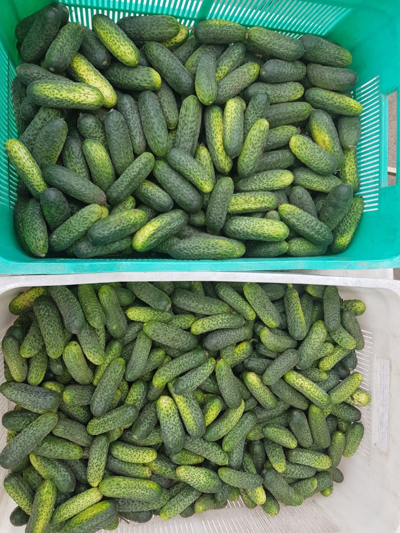 Posiadam na sprzedaż ogórka, pakowanego do folii, prosto od lokalnego rolnika