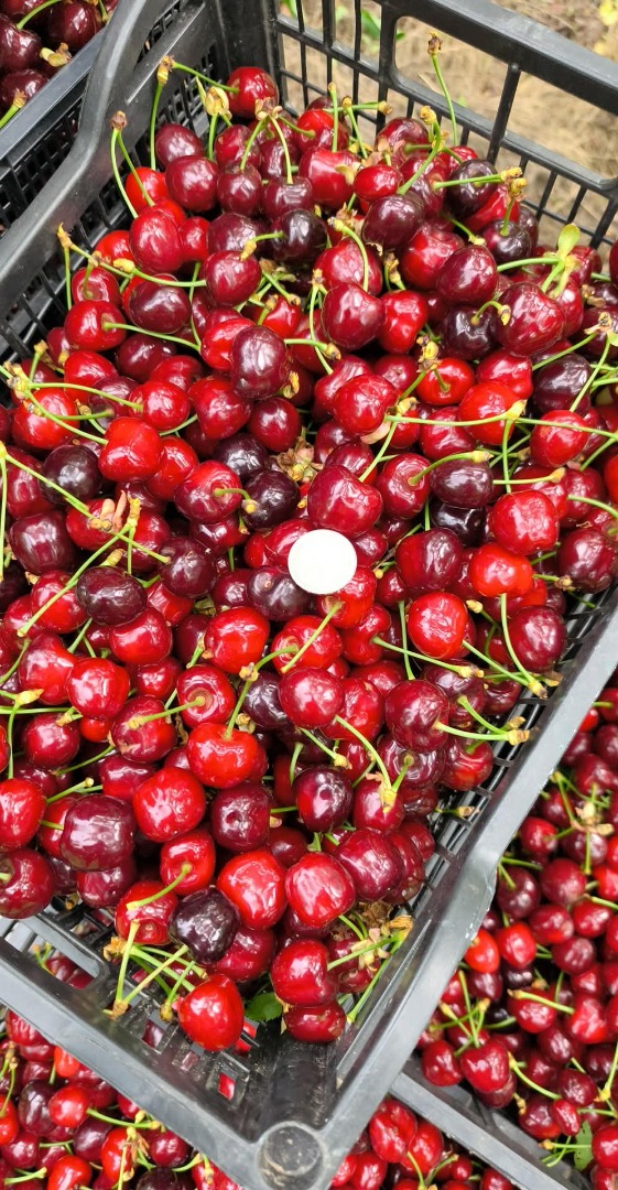 Wiśnie bułgarskie premium – zbiór 2026