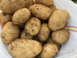 SPRZEDAM MŁODE ZIEMNIAKI – DUŻĄ ILOŚĆ Producent rolny ze
