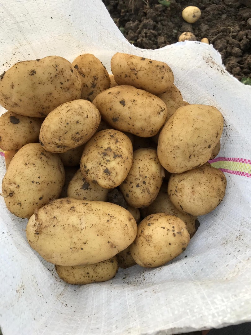 SPRZEDAM MŁODE ZIEMNIAKI – DUŻĄ ILOŚĆ Producent rolny ze Slobozia Moară, powiat Dâmbovița, oferuje na sprzedaż młode ziemniaki konsumpcyjne, bardzo dobrej