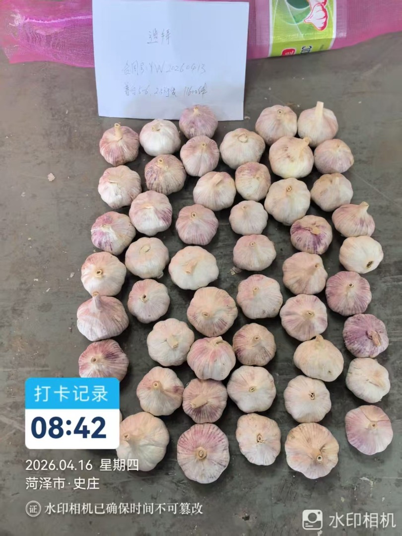 大家好，我们是中国山东的大蒜和姜批发商，现在寻找波兰的合作伙伴，我们产期出口到迪拜和日本，韩国。欢迎联系我们波兰的负责人：李先生。电话：