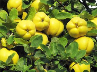 Sprzedam owoce pigwowca japońskiego w z ekologicznej plantacji w