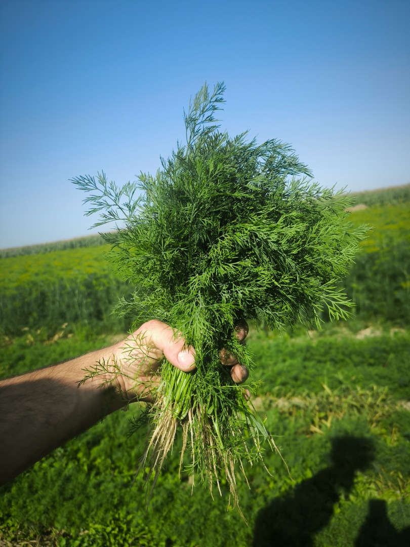 ŚWIEŻY KOPER PROSTO Z POLA Już wkrótce w sprzedaży świeżo zrywany kopeekr! ✅ Aromatyczny i pachnący ✅ Zbierany na bieżąco przed odbiorem ✅ Idealny do ogórków