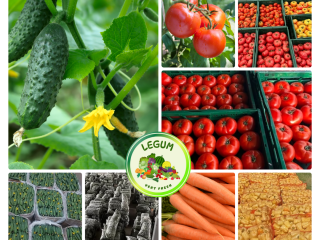 RGI DAR FRESH SRL to rumuńska firma z siedzibą