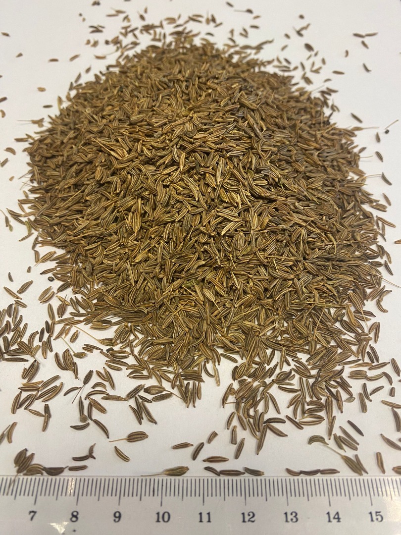 Kminek nasiona