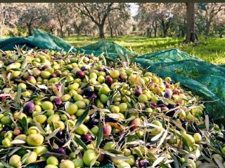 Organiczna oliwa z oliwek z Albanii. Wysokiej jakości organiczna
