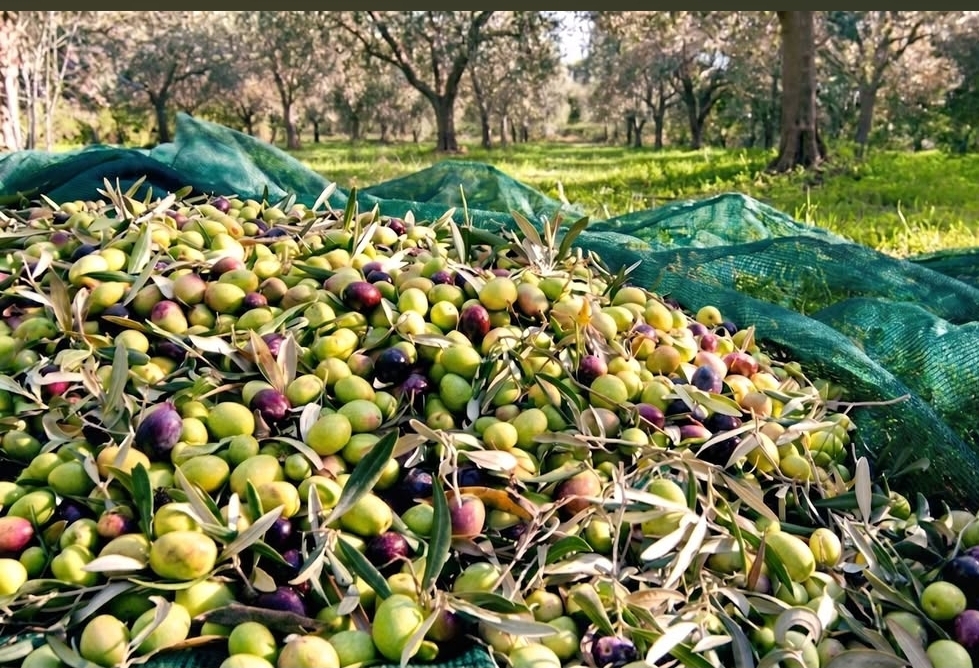Organiczna oliwa z oliwek z Albanii