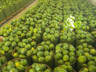 Sprzedam arbuzy Waga 5-8 kg Posiadam bardzo duże ilości