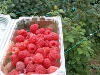 Sprzedam maliny w dużych ilościach.