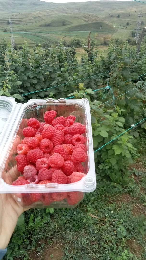 Sprzedam maliny w dużych ilościach