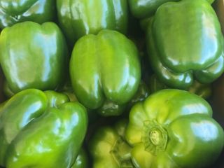 GREEN BELL PEPPERS FOR SALE – LARGE VOLUMES AVAILABLE