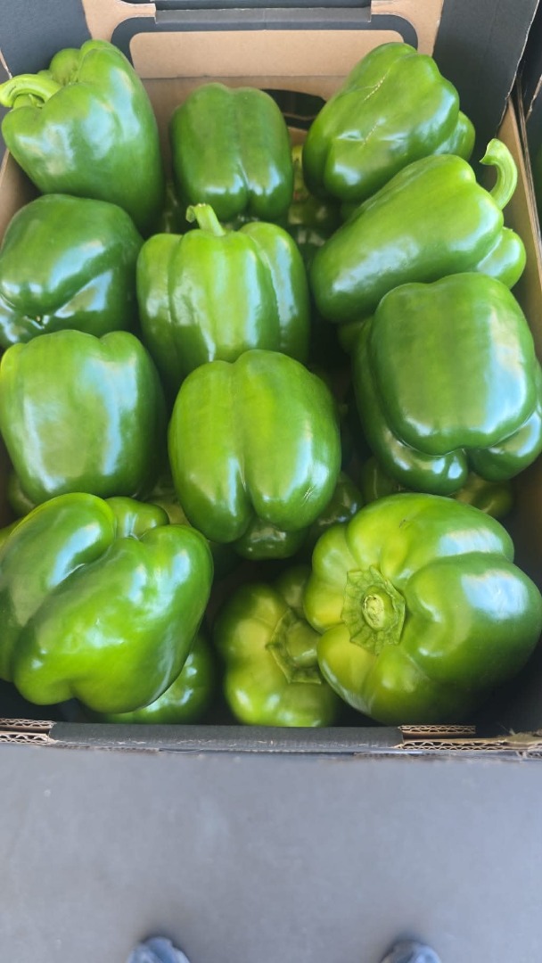 GREEN BELL PEPPERS FOR SALE – LARGE VOLUMES AVAILABLE We offer fresh, high-quality Green Bell Peppers from Poland