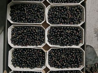 Sprzedam poprzeczkę czarna po 500gr szalka w kartonie 5
