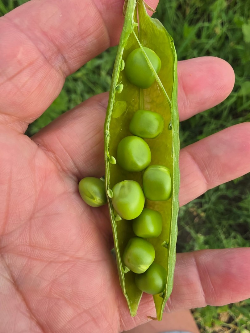 SPRZEDAM ŚWIEŻY GROSZEK OGRODOWY — 5 HA, ZBIORY TERAZ Rolnik z Chiajna, powiat Ilfov, sprzedaje świeży groszek ogrodowy z własnej produkcji