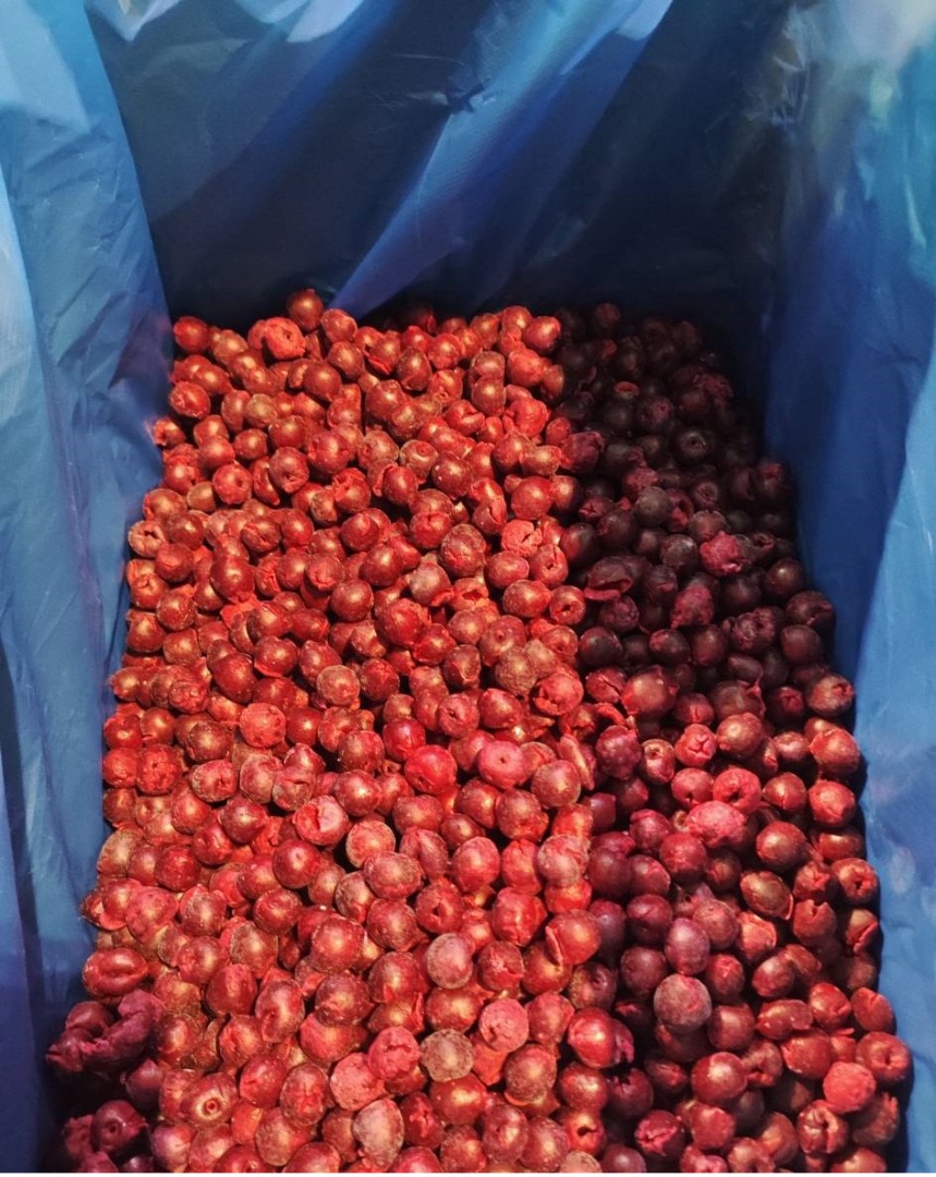 Wiśnie kwaśne IQF (bez pestek) ✅ Mrożone IQF ✅ Bez pestek Opakowanie: kartony 10 kg Eksport z Uzbekistanu ✔ Jakość eksportowa ✔ Konkurencyjne ceny "FREEZE