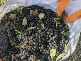 Witam pomału przygotowujemy się do zbioru, oferuję na sprzedaż