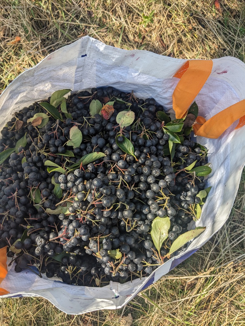 Witam pomału przygotowujemy się do zbioru, oferuję na sprzedaż aronię zbieraną ręcznie, bez nawozów, zbierane w okolicy Brzeska, ewentualnie możliwy odbiór w