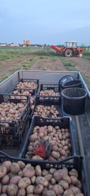 Witam sprzedam.ziemniaki odmiana Irga lub Monte Carlo w workach po 15 kg lub mniejsze