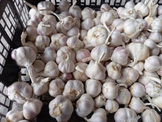 Sprzedam około 150 kg czosnku jarego jarus, bardzo aromatyczny,