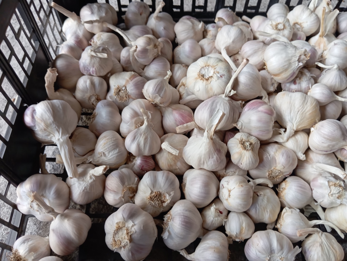 Sprzedam około 150 kg czosnku jarego jarus, bardzo aromatyczny, wysuszony i wyczyszczony