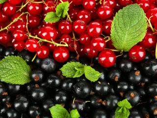 witam, sprzedam czarną i czerwoną porzeczkę hodowaną w swoim