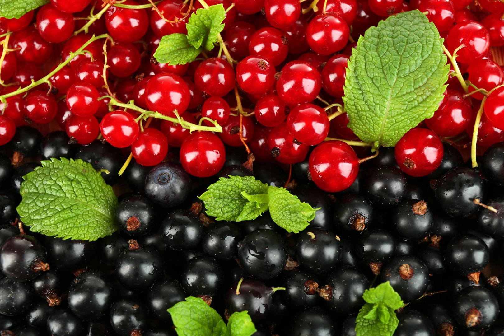 witam, sprzedam czarną i czerwoną porzeczkę hodowaną w swoim ogrodzie