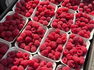 Fresh Raspberries for Export – Class I – Variety