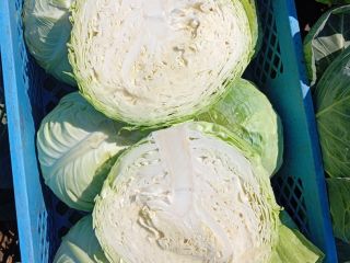 Kapusta biała twarda odmiana padoc kaliber 2+kg