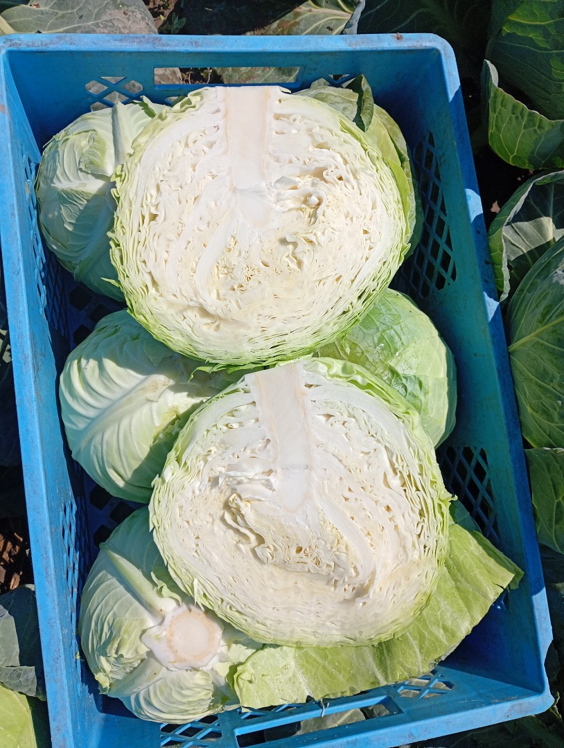Kapusta biała twarda odmiana padoc kaliber 2+kg