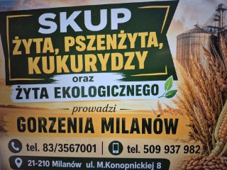 SKUP ŻYTA, PSZENŻYTA, KUKURYDZY oraz ŻYTA EKOLOGICZNEGO prowadzi GORZENIA