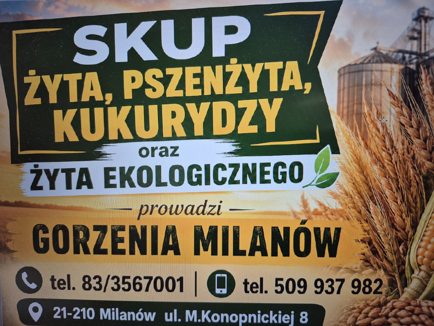 SKUP ŻYTA, PSZENŻYTA, KUKURYDZY oraz ŻYTA EKOLOGICZNEGO prowadzi GORZENIA MILANÓW tel