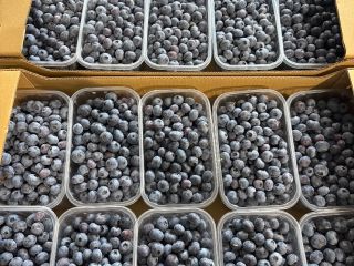 Borówka amerykańska odmiany Duke I Blue krop 14+