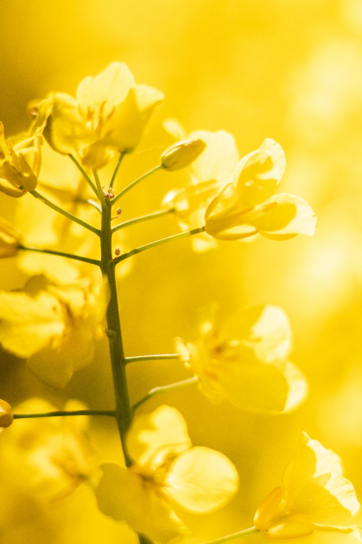 Rzepak, uprawa 2026 — Ukraina Origin Trade Oil Sp