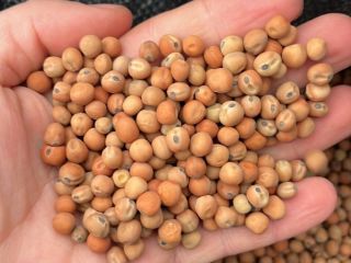Groch Pastewny Peluszka Field Peas zbiór 2026 . Oczyszczony