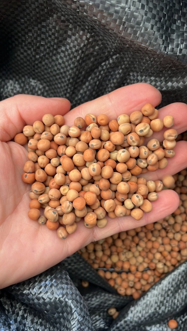 Groch Pastewny Peluszka Field Peas zbiór 2026