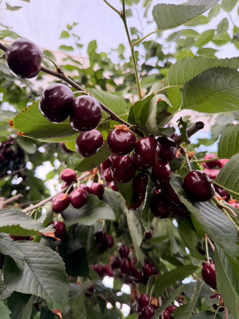 Sprzedam czereśnie 28+ 30+ Kordia , Regina