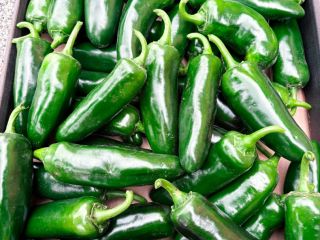 Sprzedam świeże JALAPEÑO Zrywane pod zamówienie. Ilości ok. 100kg