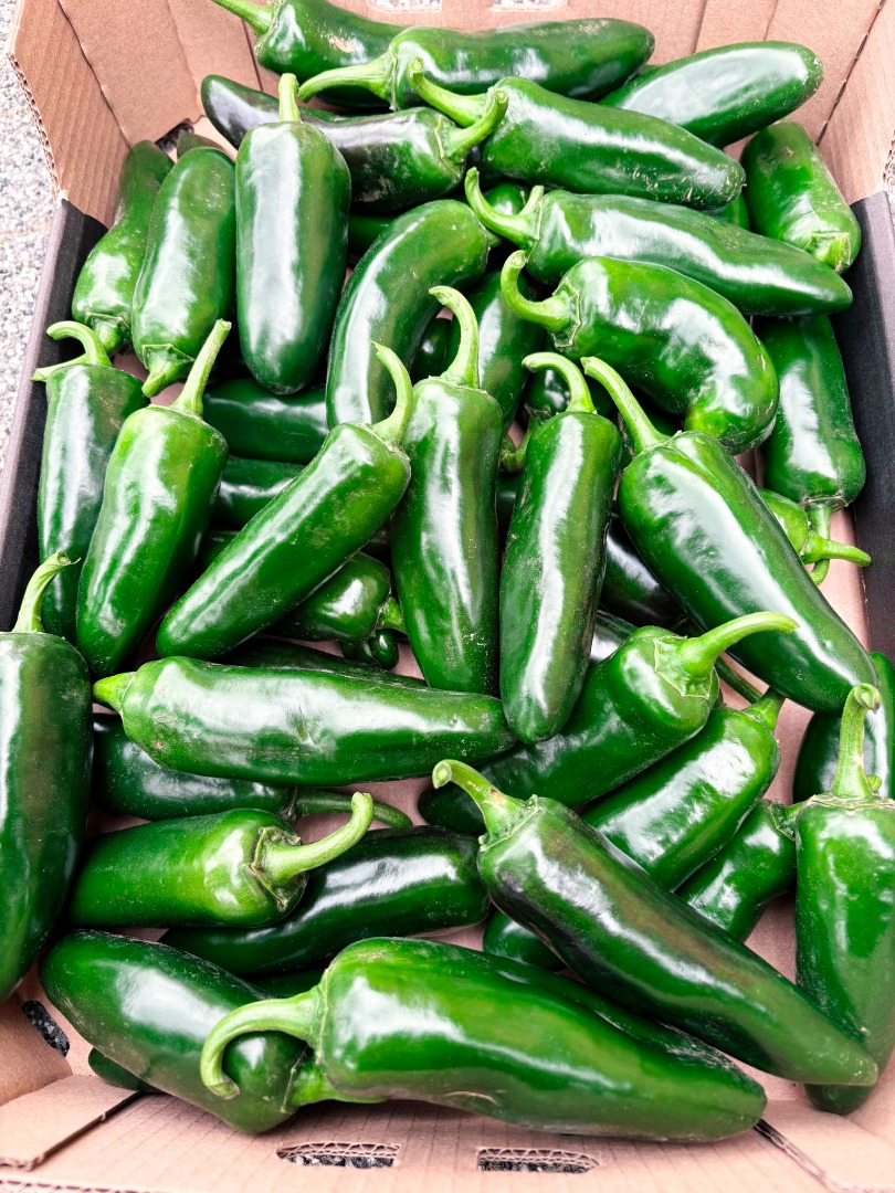 Sprzedam świeże JALAPEÑO Zrywane pod zamówienie