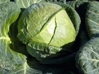 Sprzedam kapuste biala Padoc, duze zdrowe glowki od 3