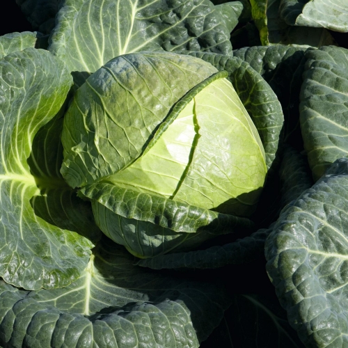 Sprzedam kapuste biala Padoc, duze zdrowe glowki od 3 do 7 kg