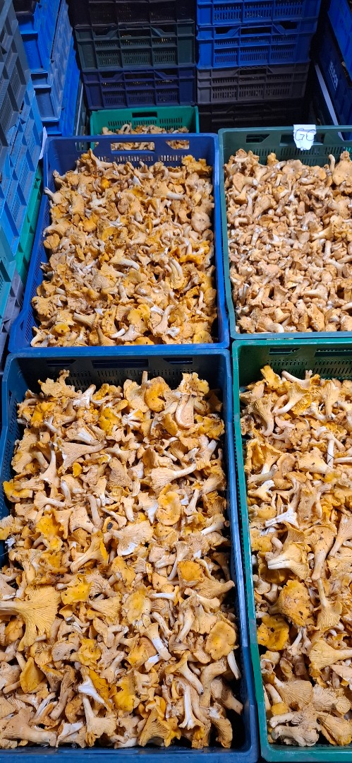 Witam Posiadamy na sprzedaż świeże grzyby Kurki oraz Jagody leśne z podlaskich lasów Codziennie zwozimy z naszych skupów do chłodni Wystawiamy fakture VAT
