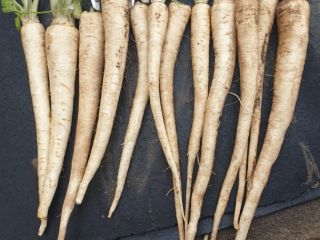 Sprzedam pietruszkę kopaną za nać kaliber handlowy